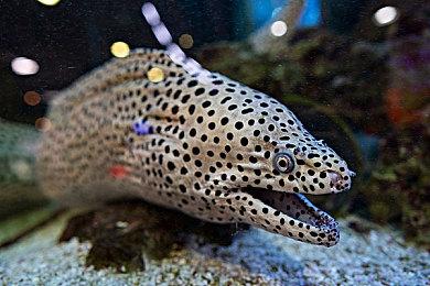 任天堂欧服新一期试玩同乐会 《UNO》免费游玩